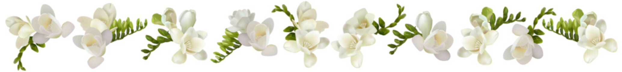 Fototapeta na wymiar Vector flowers. Freesia. On a white background isolated
