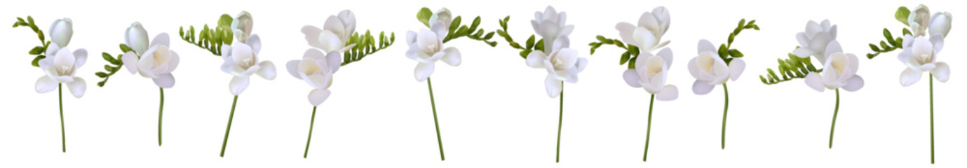 Vector flowers. Freesia. On a white background isolated