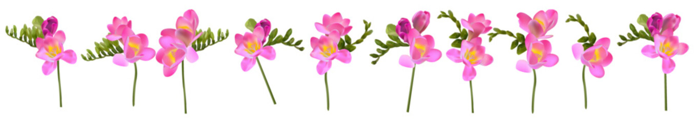 Vector flowers. Freesia. On a white background isolated