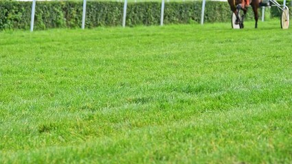 Horses with chariots during a race on the grass track of the hippodrome. Sulky recorded in slow motion