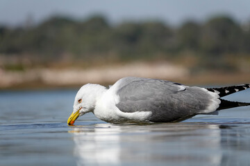 Mittelmeermöwen an der Algarve in Portugal