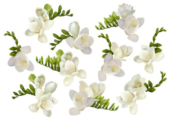 Vector flowers. Freesia. On a white background isolated