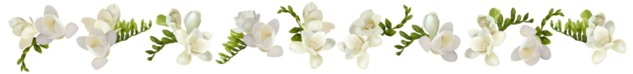 Vector flowers. Freesia. On a white background isolated