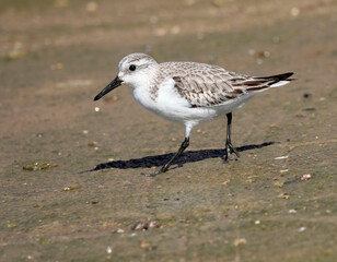 Sanderling (Calidris alba)