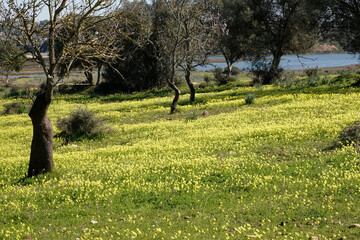 Blühender Olivenhain an der Algarve