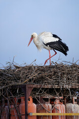 Weissstorch