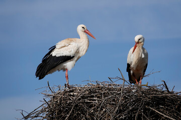 Weissstorch