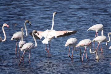 Rosaflamingo (Phoenicopterus roseus)