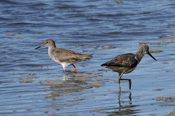 Grünschenkel und Rotschenkel