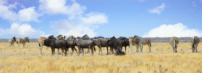 Naklejka na ściany i meble Panoramic image of a large herd of Plains Zebra and Blue Wildebeest on the dry yellow african savannah in Etosha National Park, Namibia, Southern Africa