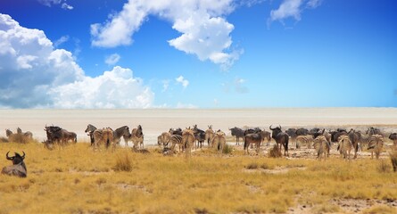 Panoramic view of a large herd of Zebra and Wildebeest with the Etosha Pan in the distance - Heat Haze is very visible, Etosha National Park, namibia - obrazy, fototapety, plakaty