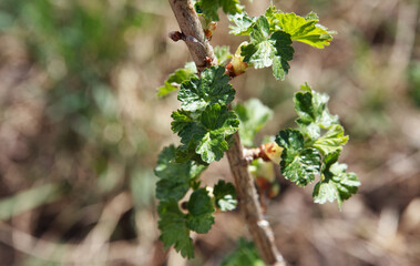 A twig from the currant bush dissolved the leaves in early spring
