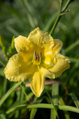 Hemerocallis 'Big Time Happy'  - fragrant, lemon yellow flowers