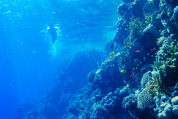 colorful corals and exotic fishes at the bottom of the red sea. beautiful natural summer background