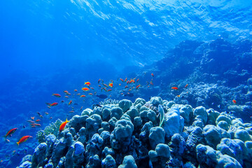 colorful coral reef and bright fish © ver0nicka