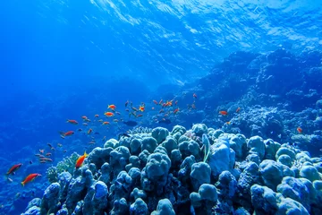 Fotobehang colorful coral reef and bright fish © ver0nicka