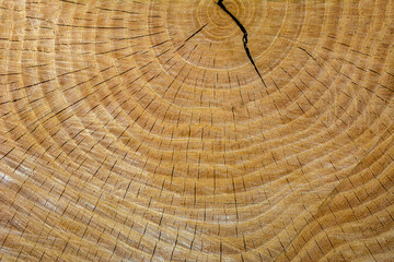 Wood grain background texture .