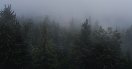 Fog in pine spruce forest, cloudy wet weather landscape. Beautiful atmospheric nature background and landscape