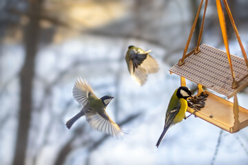 Three tits at the feeder on a sunny winter morning eat sunflower seeds at