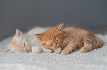 Two small kittens on a gray background.