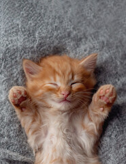 Fototapeta na wymiar Cute little ginger kitten sleeps on fur gray blanket