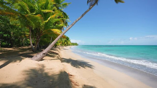 An idyllic palm-fringed beach on the Caribbean paradise island of Guadeloupe. The concept of a holiday holiday at sea. Beautiful tropical resort on a sunny summer day. Cruise.