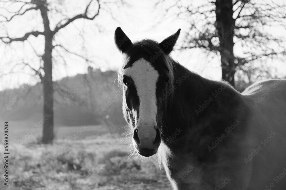 Wall mural Rustic horse portrait of mare in Texas farm field during winter season, black and white animal portrait outdoors. - Wall murals