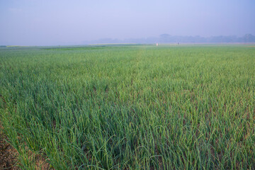 Green Onion plantation in the field of  winter morning view