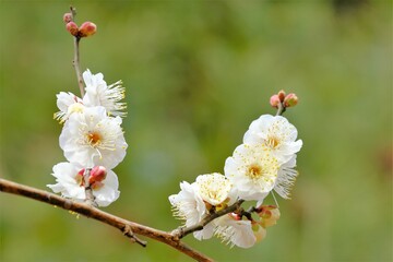 white Japanese apricot in full blooming