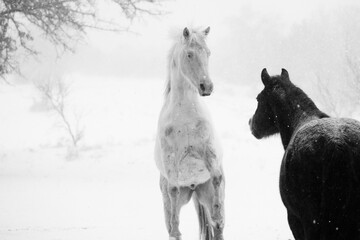 Horses playing in Texas winter snow weather with copy space on background.