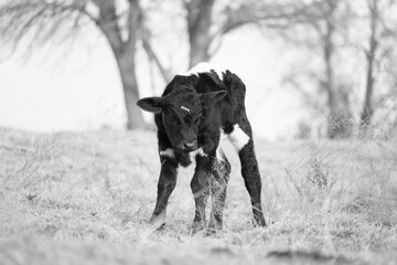 Face of young calf in Texas farm field during winter season in black and white. © ccestep8
