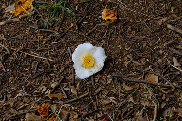 fallen white camellia flower on the ground