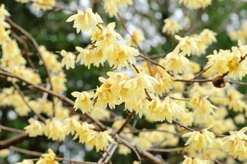 flower of winter sweet in full blooming