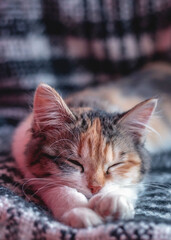 Little kitten on a blanket.
