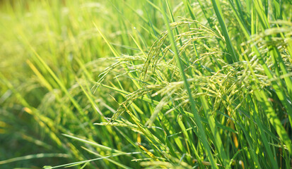 close up ear of rice in paddy field or rice field