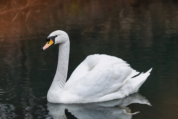 A beautiful swan on the water at sunset. Shevchenkivskyi grove. Lviv. Ukraine.