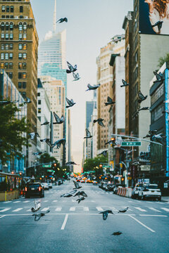 Fototapeta Flock of birds on city street