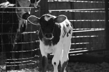 Calf on farm in black and white looking at camera closeup.