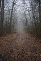 leaf covered dirt road during winter season with heavy fog and trees