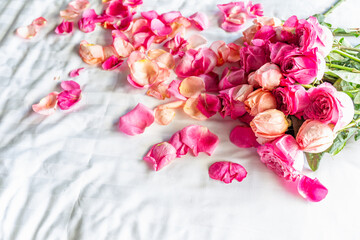 Pink Roses with Petals on bed. Romantic nature texture