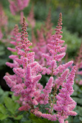 Astilbe chinensis 'Vision in Pink' - pink plumes with a dense and upright form