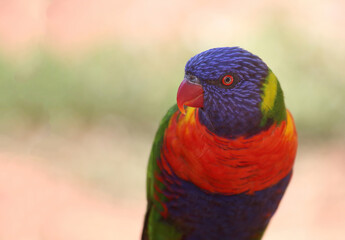 rainbow lorikeet parrot