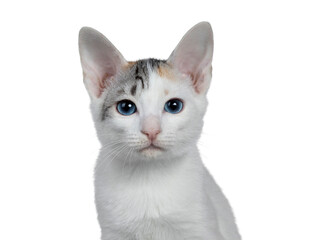 Head shot of cute silver patterned shorthair Japanese Bobtail cat kitten, looking at camera with blue eyes. Isolated cutout on transparent background.