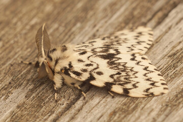 Closeup on the black arches tussock moth, Lymantria monacha, sitting on wood