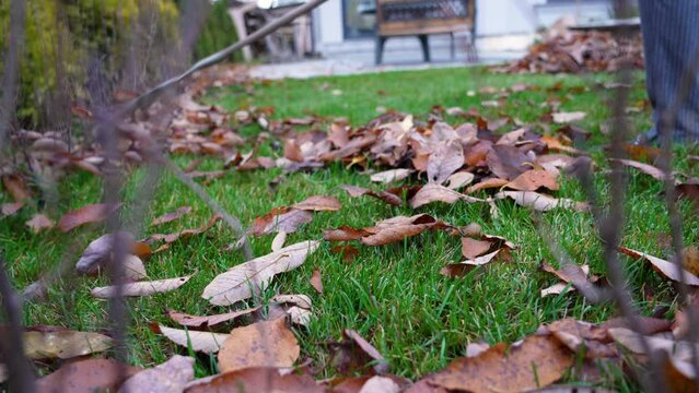 Cleaning of fallen dry leaves from lawn with rake gardening work tool in autumn in backyard