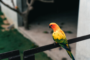There is a colorful parrot resting on a branch in a zoo in Taiwan