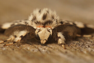 Closeup facial on the black arches tussock moth, Lymantria monacha, sitting on wood