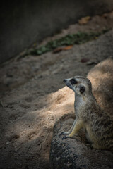 Fototapeta premium meerkat standing on the ground