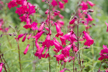 Penstemon 'Garnet' - bright pink flowers on green background