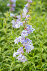 Obraz premium Penstemon 'Sour Grapes' - purple flowers on green background